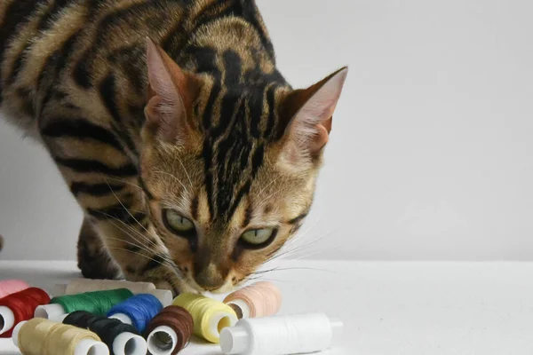 Un hermoso gato de Bengala huele hilos de colores. Concepto. Elegir algo . — Foto de Stock