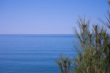 Yeşil dalları olan bir ağaç ve ön planda çam iğneleri ve arka planda mavi deniz ve gökyüzü. Arkaplan