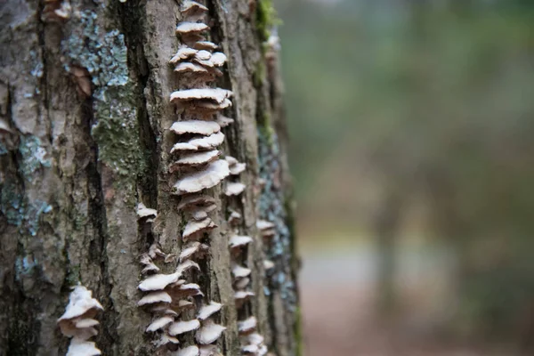 Tree porcini mushrooms on a tree trunk in the forest. parasites. — Stock Photo, Image