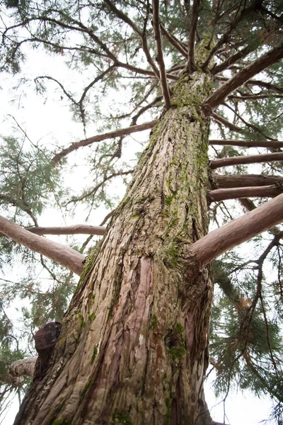 Een schilderachtig uitzicht op de stam van een reusachtige Sequoia, ook bekend als reusachtige sequoia 's of reusachtige sequoadendron. Vat close-up met een interessante textuur. Rechtenvrije Stockafbeeldingen