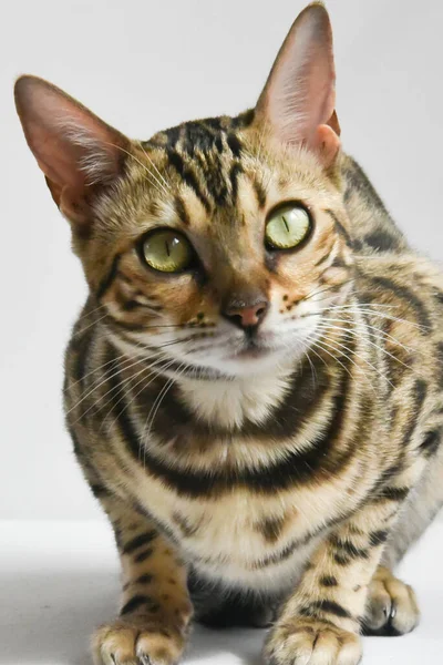 A beautiful Bengal cat sniffs colored threads. Concept. Choosing something. — Stock Photo, Image