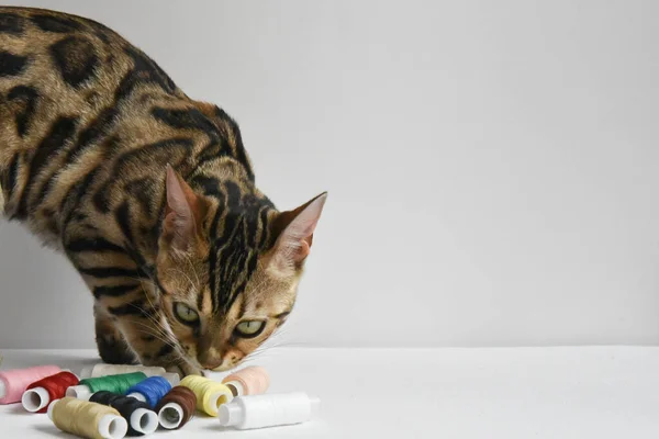 Un hermoso gato de Bengala huele hilos de colores. Concepto. Elegir algo . — Foto de Stock