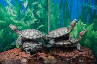 the red-eared turtles climbed on top of each other to get closer to the heat source. Aquarium. Concept. A place in the sun. clipart