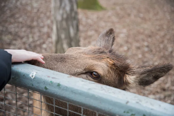 Un ciervo se acerca a un visitante en el zoológico. El animal quiere afecto y comunicación . — Foto de Stock