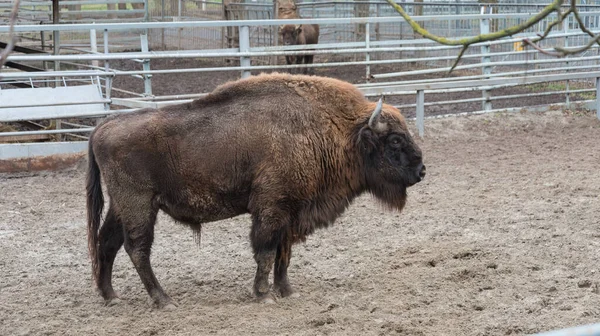 Un poderoso bisonte europeo examina su territorio . — Foto de Stock