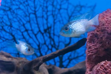 Blue Chromis atripectoralis, akvaryumda mavi arkaplanı olmayan bir akvaryum balığı. Kapat..