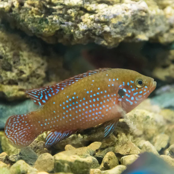 Blue Chromis Chromis Atripectoralis Aquarium Fish Aquarium Blue Background Close — Stock Photo, Image