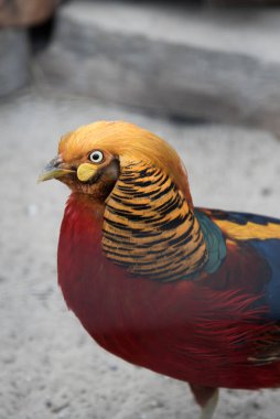 Altın Sülün Chrysolophus pictus, yakın plan portre. Dikey yönelim.