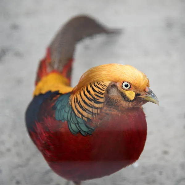 Gouden Fazant Chrysolophus Pictus Close Portret — Stockfoto