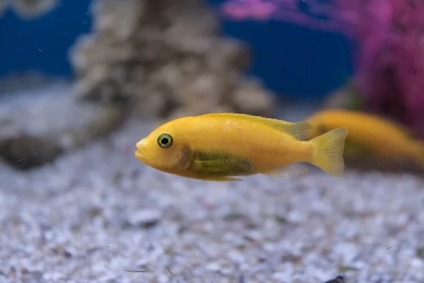 Yellow Cichlid Aquarium Fish Close Side View Portrait — Stock Photo, Image