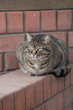 Şişko bir tekir kedinin portresi. Hayvan oturur ve kameraya bakar..