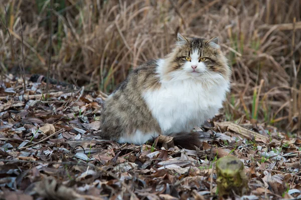 Katzen Sitzen Herbst Draußen Auf Den Blättern Eine Graue Katze — Stockfoto