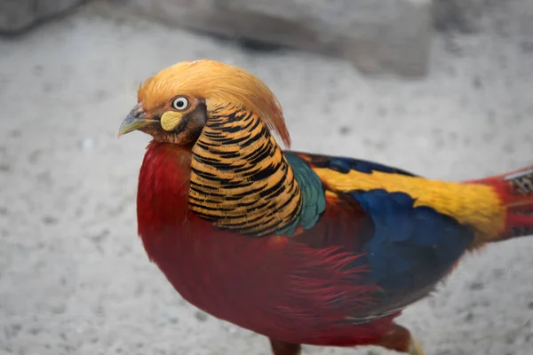 Faisán Dorado Chrysolophus Pictus Retrato Cerca — Foto de Stock