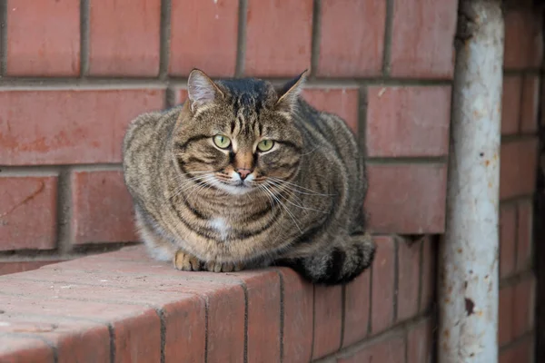 Eine Dicke Gestromte Katze Saß Gemütlich Auf Dem Zaun Porträt — Stockfoto