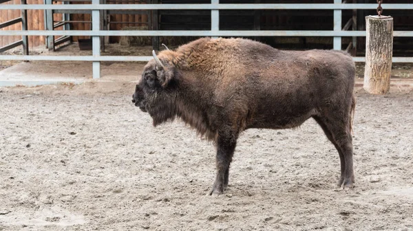 Poderoso Bisonte Europeo Examina Territorio Cerca — Foto de Stock