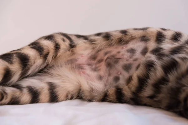 Barriga Gato Bengala Barriga Raspada Com Uma Costura Limpa Após — Fotografia de Stock