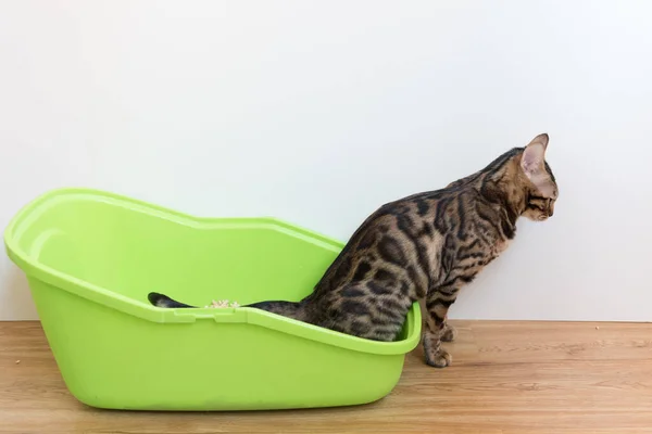 Bir Bengal Kedisi Kedi Tuvaletine Işiyor Lazımlık Eğitimi — Stok fotoğraf