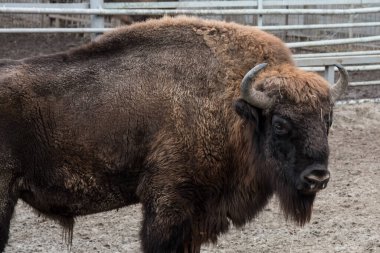 Güçlü bir Avrupalı bizon bölgesini araştırıyor. Kapat..
