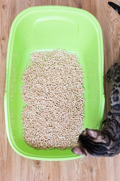 Gatto Guarda Nel Suo Gabinetto Gatto Vassoio Riempito Con Stucco — Foto Stock