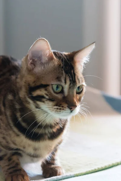 Retrato Gato Bengala Com Olhos Amarelos Animal Olha Cuidadosamente Para — Fotografia de Stock