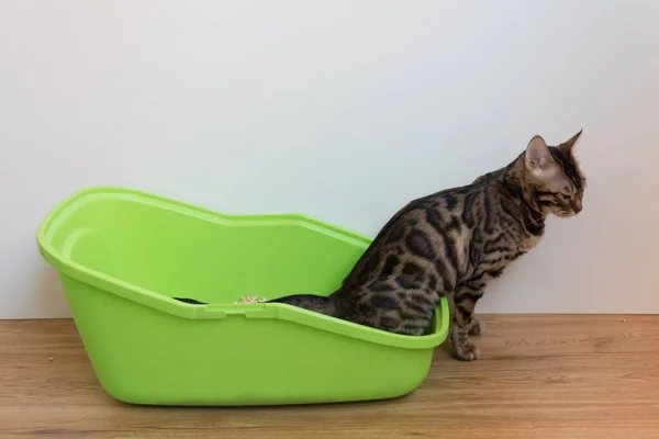 Gato Bengala Orina Inodoro Para Gatos Entrenamiento Orinal — Foto de Stock