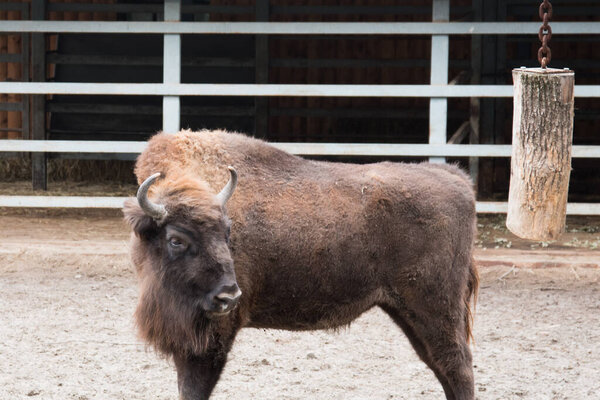 Европейский бизон рассматривается в уличном вольере. Животное в пере
.