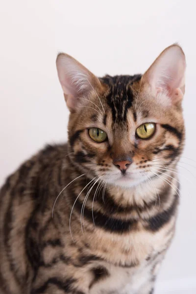 Retrato Gato Bengala Com Olhos Amarelos Animal Olha Cuidadosamente Para — Fotografia de Stock