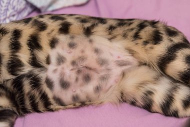 Belly of a Bengal cat. Shaved belly with a neat seam after sterilization. A week passed after the operation. Close up. clipart