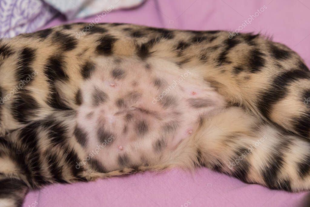 Беременность Бенгальской Кошки По Неделям В Картинках Telegraph