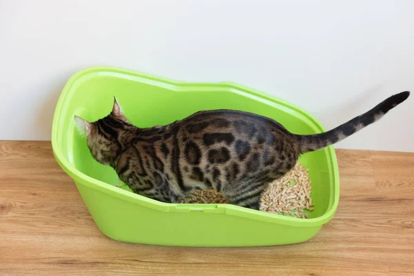 Un gato de Bengala orina en su inodoro para gatos. El proceso de entrenamiento del orinal — Foto de Stock