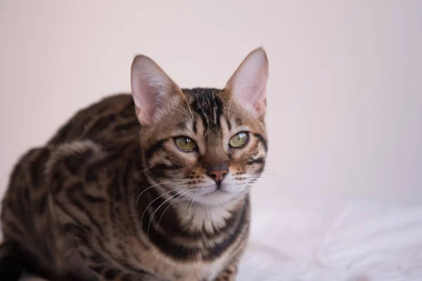 Retrato de un gato de Bengala con ojos amarillos. El animal mira cuidadosamente la lente . — Foto de Stock