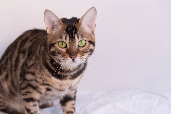 Retrato Gato Bengala Con Ojos Amarillos Animal Mira Cuidadosamente — Foto de Stock