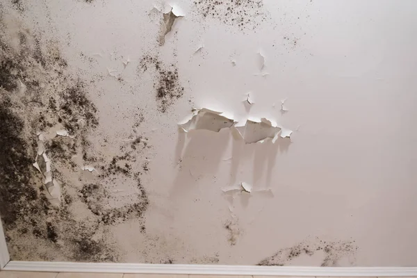 Black Mold Mildew Spots Ceiling Wall Due Poor Air Ventilation — Stock Photo, Image