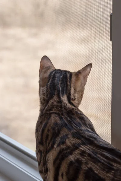 Gato Sienta Alféizar Ventana Observa Que Está Sucediendo Calle Concepto — Foto de Stock