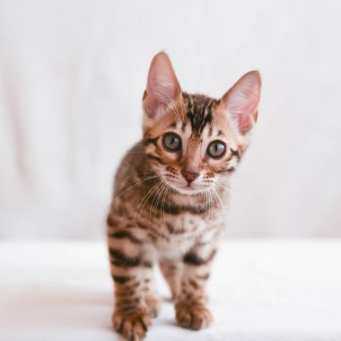 Küçük meraklı bir kedi yavrusu doğrudan kameraya bakıyor. Kare biçiminde bir portre. Merak kavramı