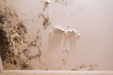 Kötü havalandırma ve yüksek nem nedeniyle tavan veya duvarda siyah küf lekeleri var..