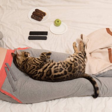 Kedi adamla rahatça anlaştı. Ev konforu ve huzur kavramı. Evde kal..