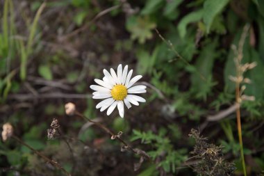 Karanlık bir arka planda tek bir beyaz çiçek. Papatya çiçeği, metin için yer.