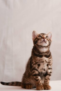 Kedi yavrusu dikkatlice yukarı bakar. Mesaj için yer var. Bengal kedisi