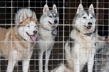 Üç köpek, Huskiler, parmaklıkların arkasından birini yakından izliyorlar. Özgürsüzlük kavramı