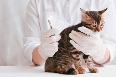 Tıbbi eldiven giyen veteriner ilacın etkisinden önce kediyi kontrol ediyor. Aşı. Salgını önleme kavramı..