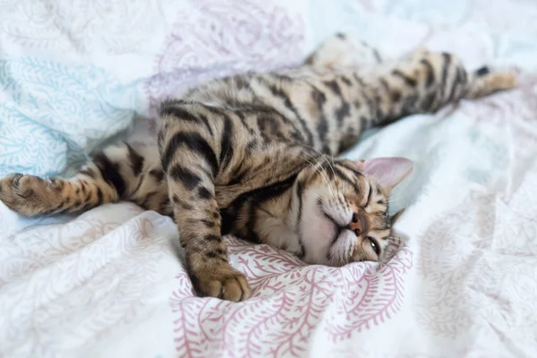 Gato Está Descansando Perezosamente Mirando Con Ojo Medio Abierto Calma — Foto de Stock