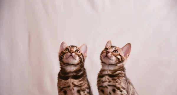 Banner Dos Gatitos Miran Hacia Arriba Donde Hay Espacio Para — Foto de Stock