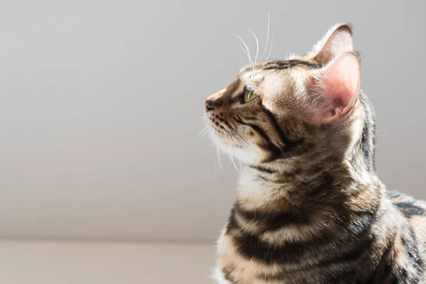 Retrato Gato Perfil Fecha Espaço Para Texto — Fotografia de Stock