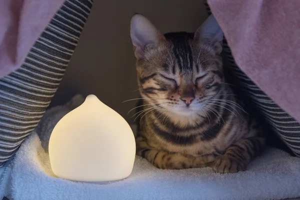 Una pequeña casa hecha de almohadas con un gato sentado en ella. Hay una pequeña lámpara en la casa. El concepto de confort y tranquilidad en el hogar. Quédate en casa. . — Foto de Stock