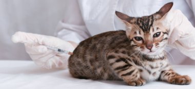 Pankart. Veterinerin önündeki masada bir kedi yavrusu var. Doktor sana kas içi enjeksiyon yapıyor. Hayvan şırıngaya bakıyor. Tedavi ve aşı kavramı.