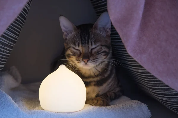 Una pequeña casa hecha de almohadas con un gato sentado en ella. Hay una pequeña lámpara en la casa. El concepto de confort y tranquilidad en el hogar. Quédate en casa. . — Foto de Stock