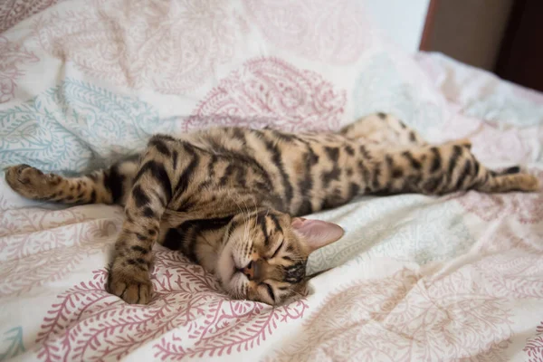 Kočka Líně Povaluje Jedním Okem Přivřenýma Přihlíží Klid — Stock fotografie
