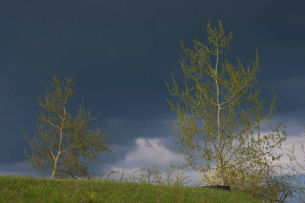 Frühling Zwei Junge Bäume Vor Dunklem Himmel Vor Einem Gewitter — Stockfoto