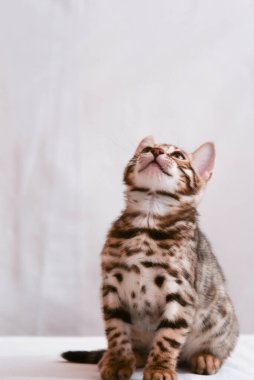 Kedi yavrusu dikkatlice yukarı bakar. Mesaj için yer var. Bengal kedisi